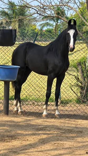 Black horse standing in the paddock