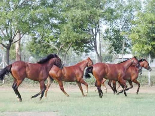 Horses moving together across a green field