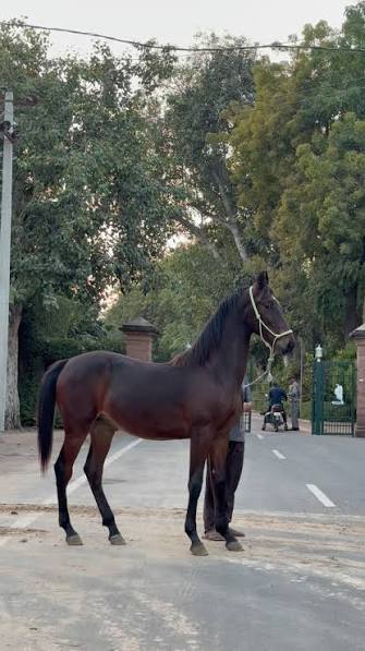 Dark horse standing on a tree-lined road