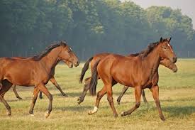Two chestnut horses running in a field