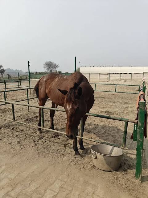 Horse in the farm yard